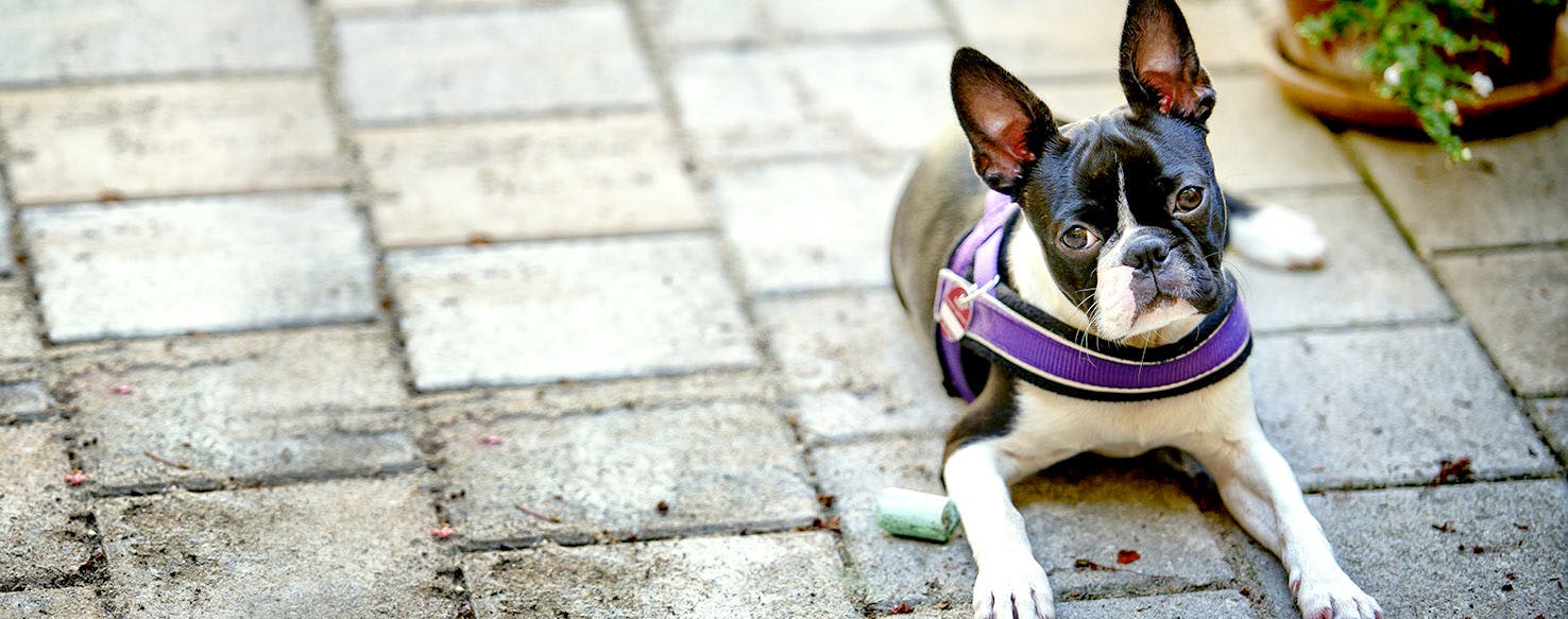 Dog Names Meaning Dainty Popular Male And Female Names Wag 